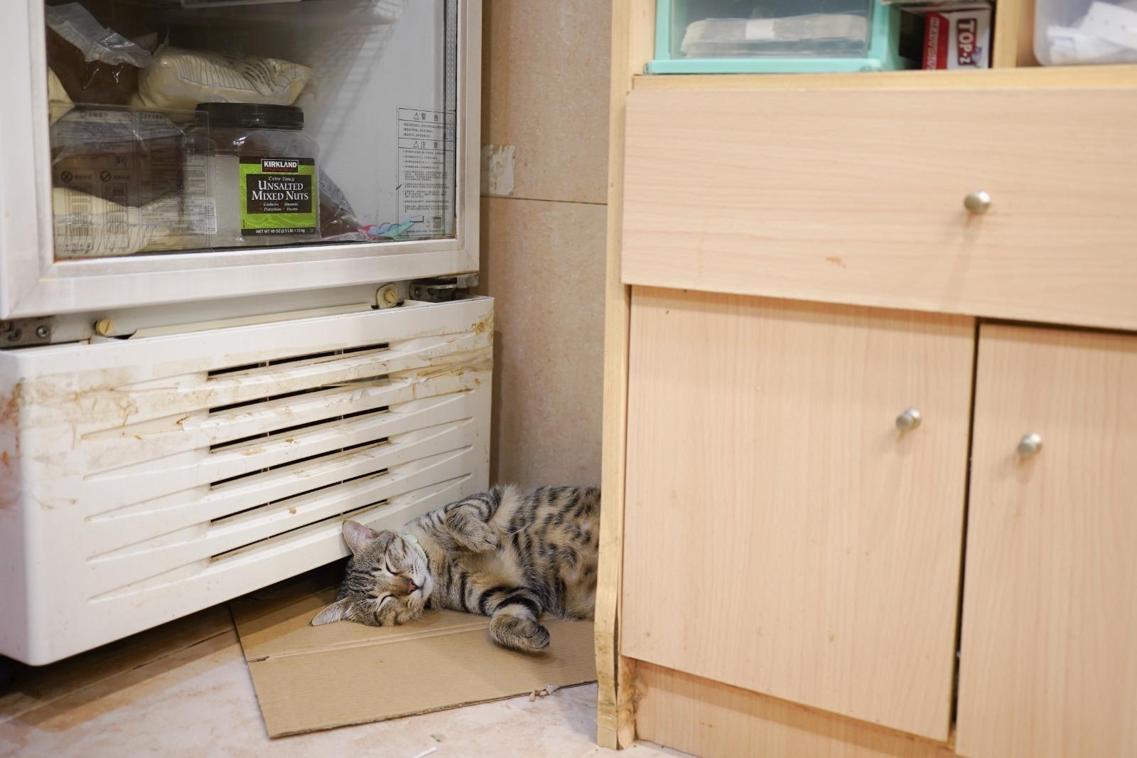 貓店長老大亦會岀來迎賓。(am730攝)