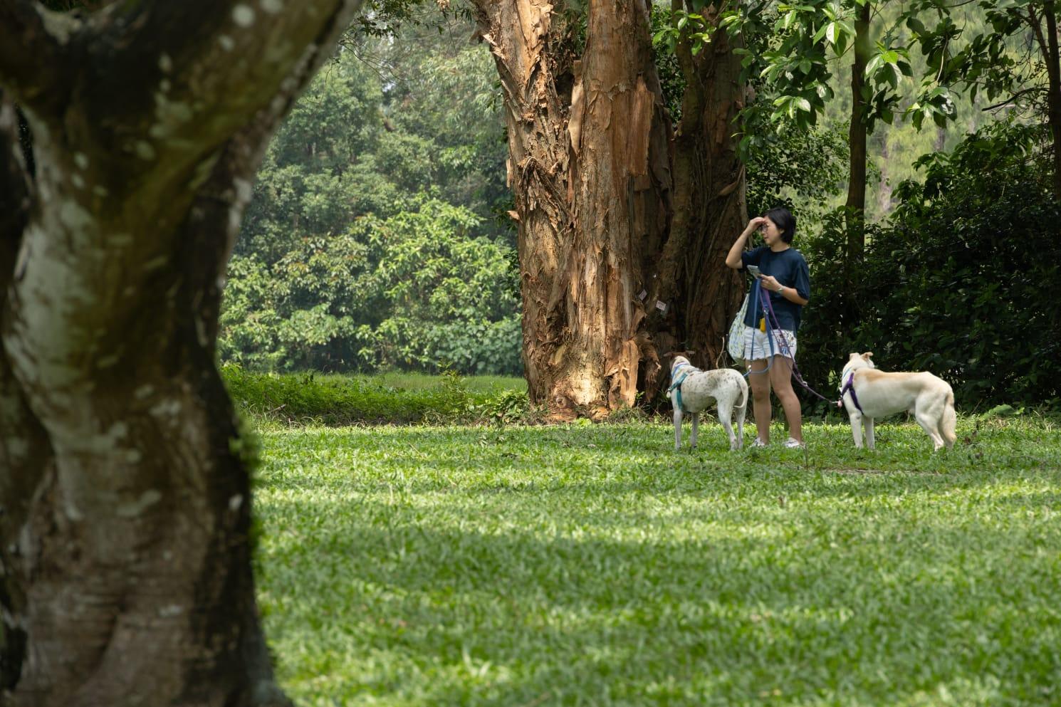 粉嶺高球場|舊場今起開放 包括寵物公園和步行徑