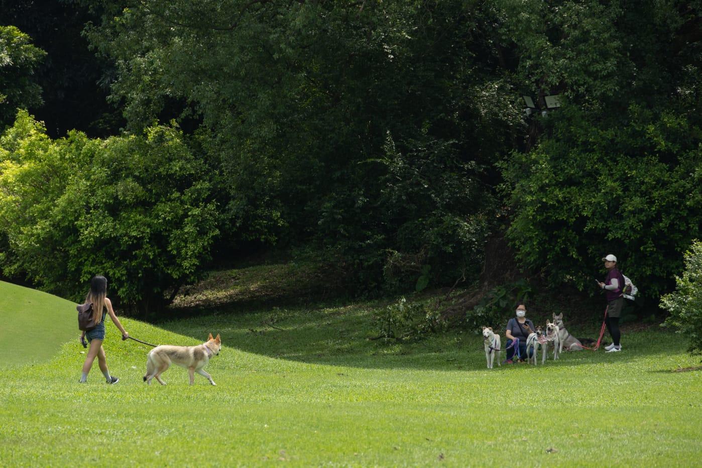 粉嶺高球場|舊場今起開放 包括寵物公園和步行徑