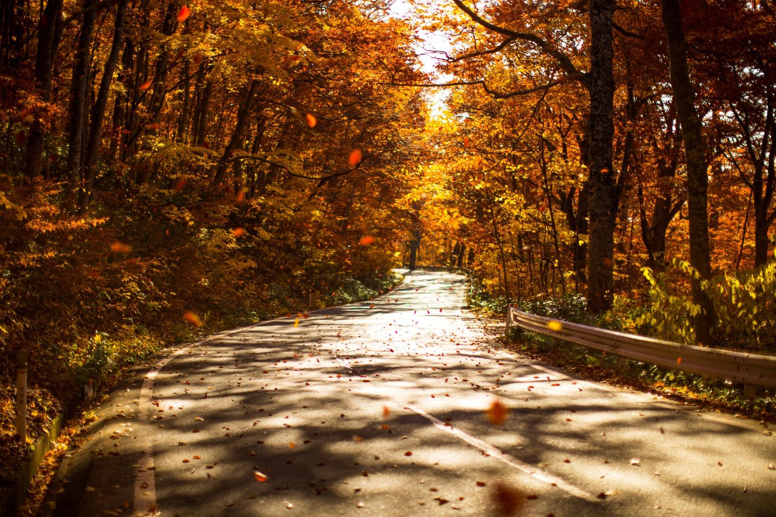 「蔦野鳥之森自然步道」的秋色不比「蔦沼朝焼」來得遜色。(圖片來源:© Aomori prefecture)