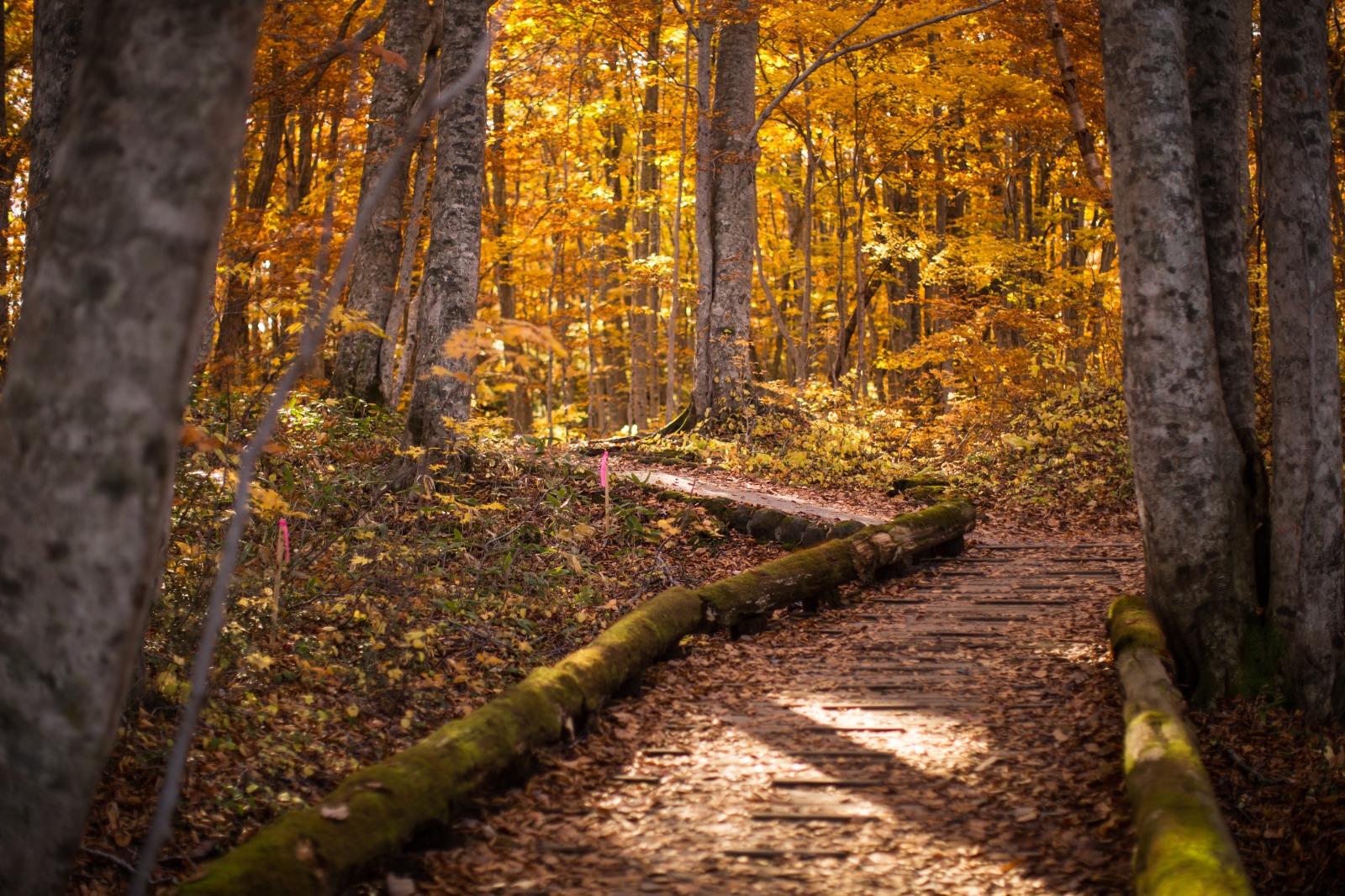 沿著「蔦野鳥之森自然步道」欣賞治癒的自然森林景致。(圖片來源:© Aomori prefecture)