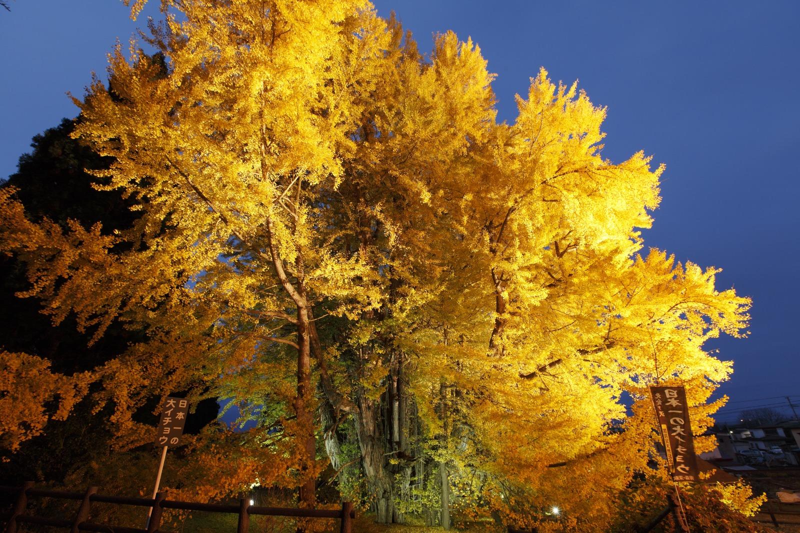 秋日銀杏季節晚上亮燈後,巨大的銀杏樹閃閃發光。(圖片來源:Amazing Aomori)
