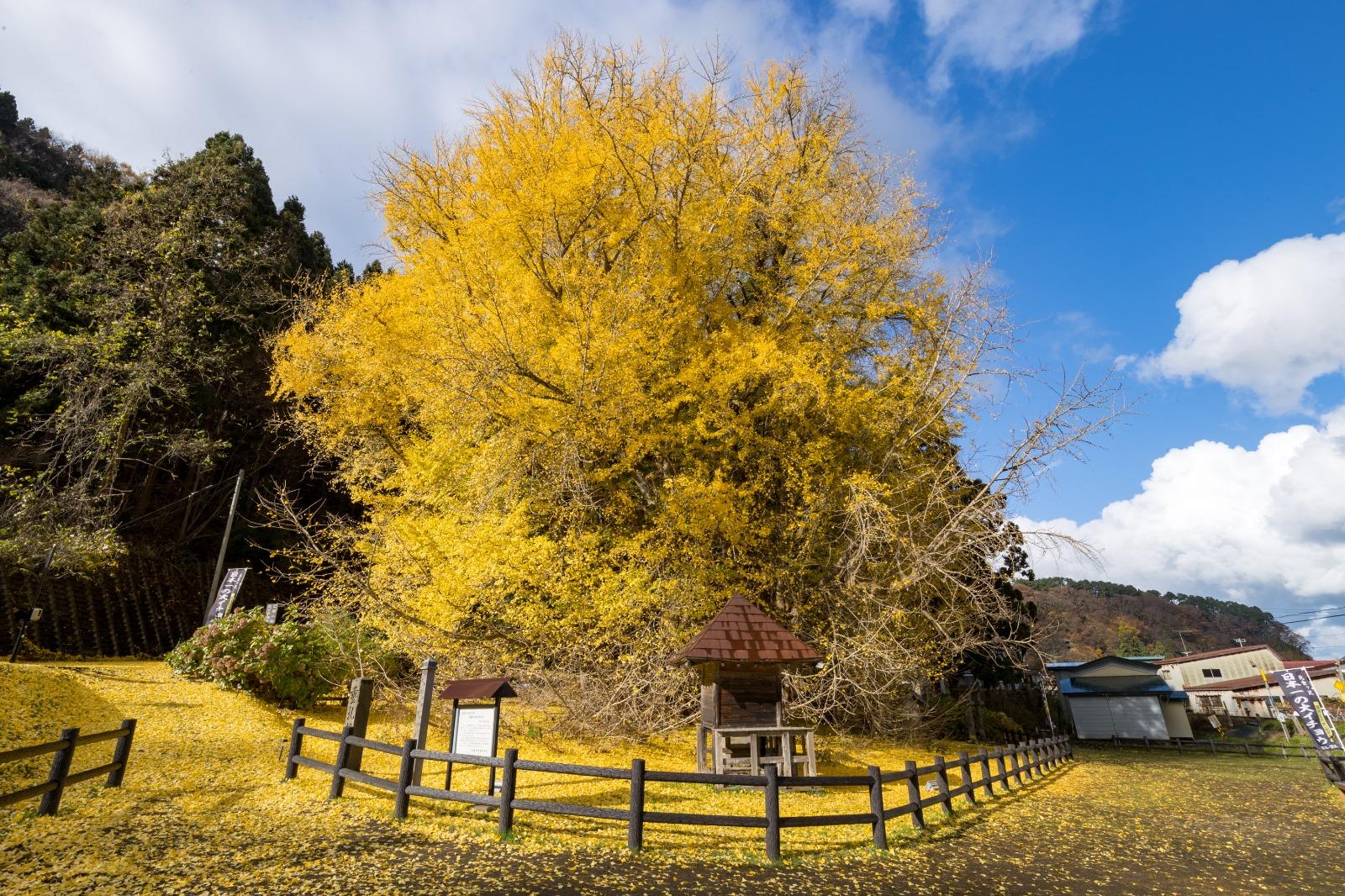 北金ケ沢銀杏樹是日本最大棵的銀杏樹,大家可以感受到千年銀杏樹的壯麗。 (圖片來源:Amazing Aomori)