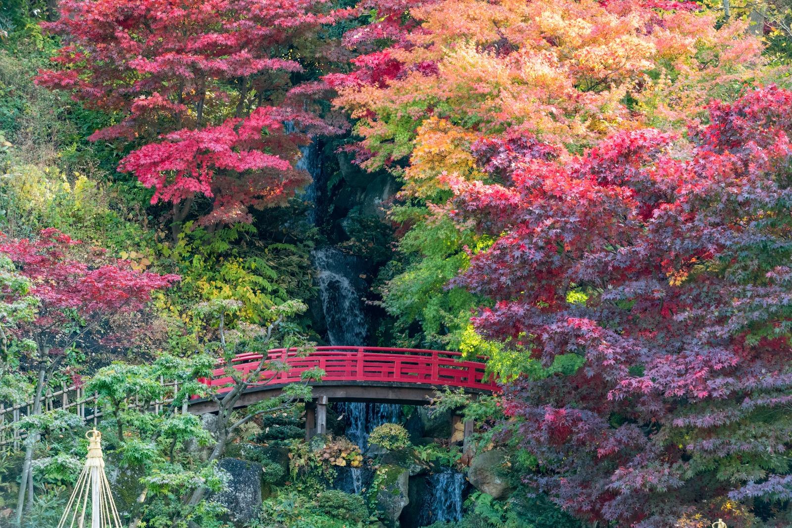 日本紅葉|藤田記念庭園 紅葉期: 10月下旬 (圖片來源:Amazing Aomori)