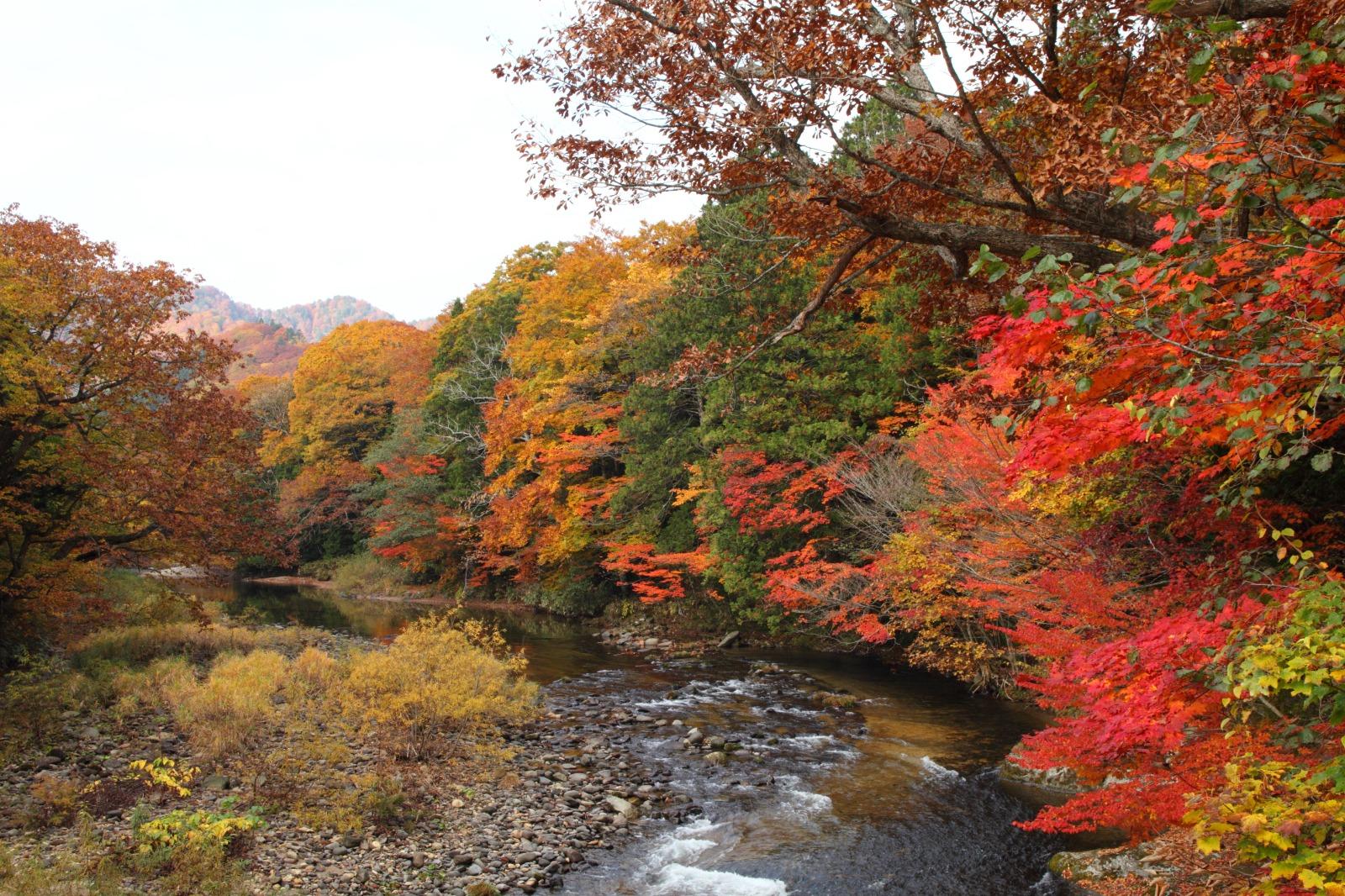 日本紅葉|藥研溪流 紅葉期: 10月中 (圖片來源:Amazing Aomori)