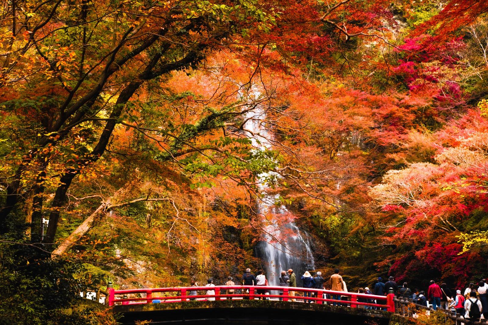 大阪|箕面大滝|紅葉期:11月中|地址:大阪府箕面市箕面公園 (圖片來源:OCTB)