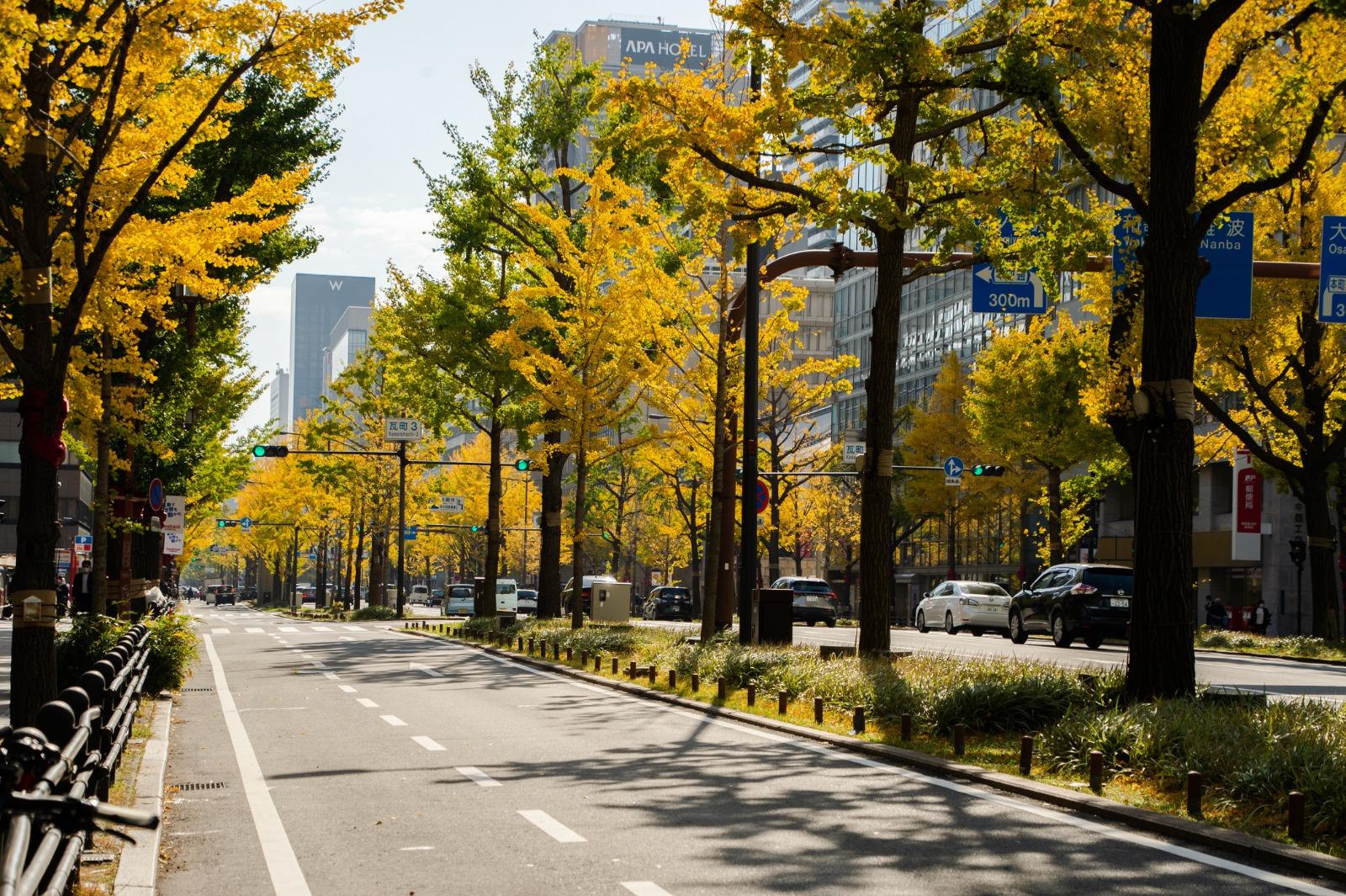大阪|御堂筋銀杏並木|紅葉期:11月下旬|地址:大阪市北區、中央區御堂筋沿線 (圖片來源:OCTB)