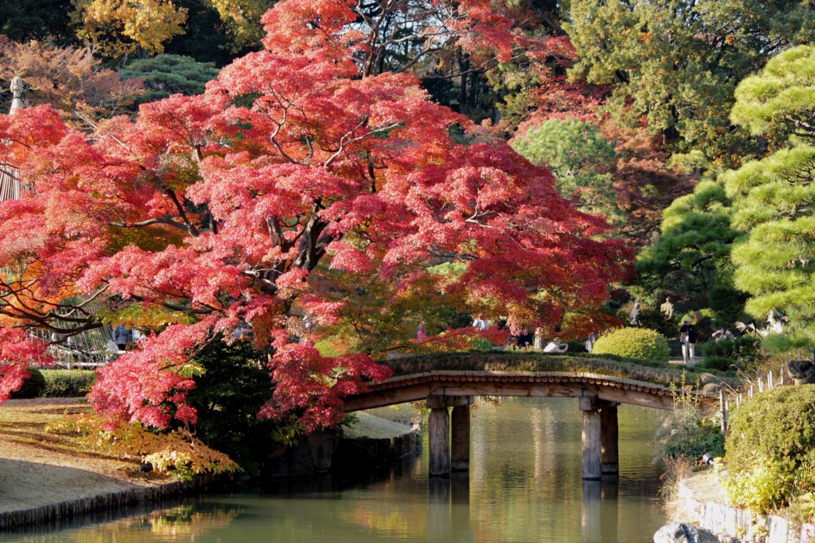 東京|六義園|紅葉期: 11月下旬|地址:東京都文京区本駒込六丁目 (圖片來源: TCVB)