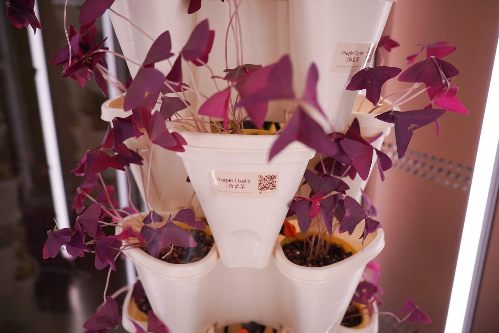 啟德AIRSIDE正式開幕 18,000呎綠色空間 餐廳共享都市農莊農作物