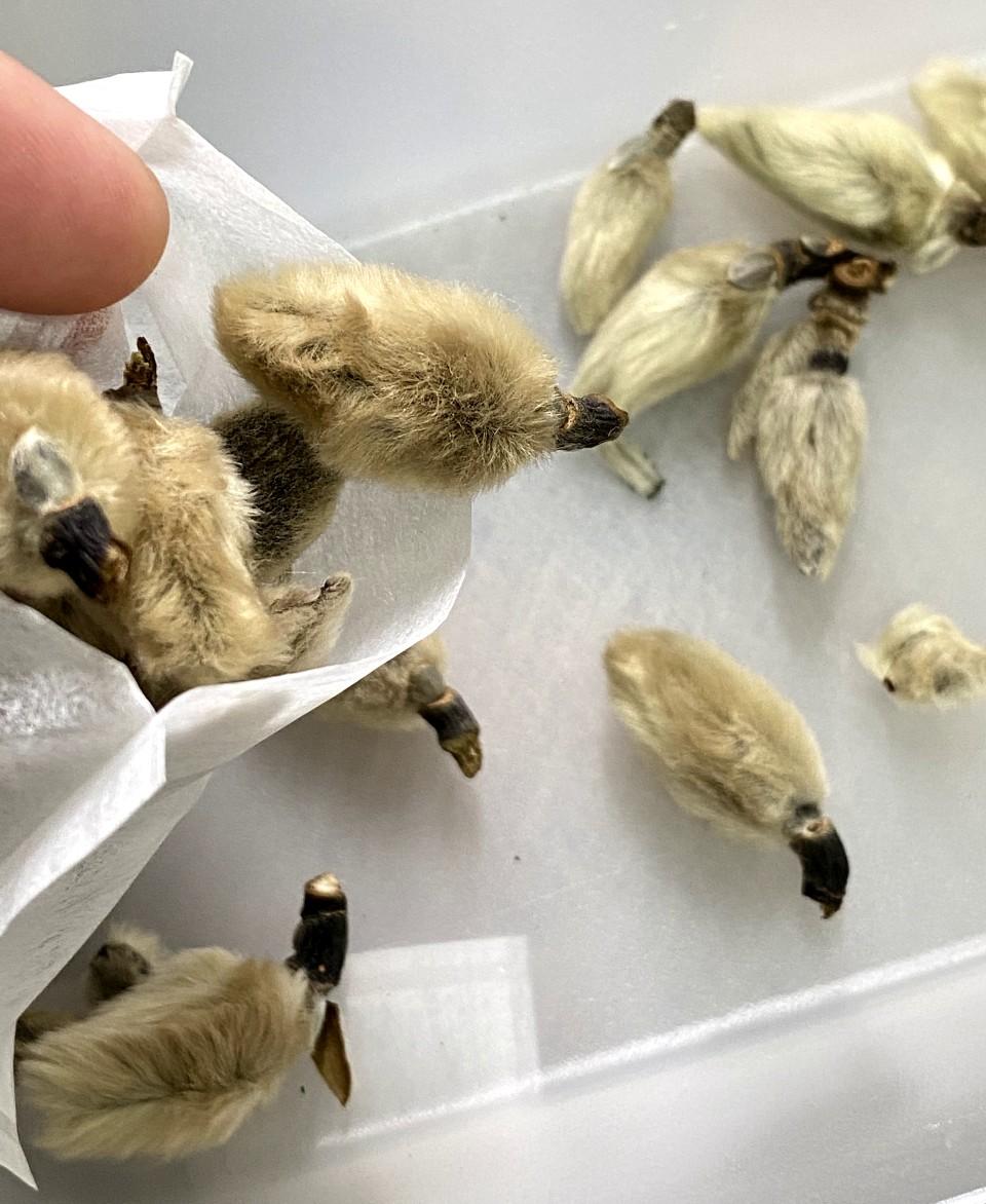 鼻敏感湯水食譜│辛夷花白芷無花果湯步驟1,辛夷花入茶袋。白芷略浸。