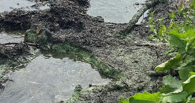 英國驚現「綠色毒薯蓉」狗狗誤吃45分鐘後斃命。(互聯網)