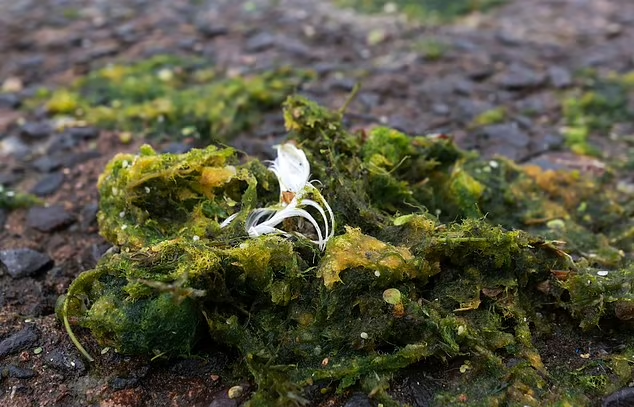 英國驚現「綠色毒薯蓉」狗狗誤吃45分鐘後斃命。(互聯網)