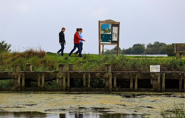 英國驚現「綠色毒薯蓉」狗狗誤吃45分鐘後斃命。(互聯網)