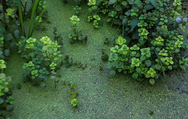 英國驚現「綠色毒薯蓉」狗狗誤吃45分鐘後斃命。(互聯網)