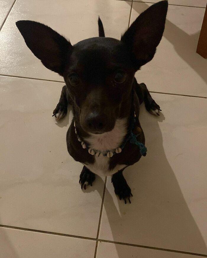 美國達美航空遺失乘客6歲愛犬 失蹤3周後終人狗團圓