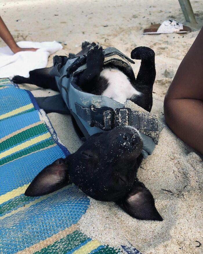 美國達美航空遺失乘客6歲愛犬 失蹤3周後終人狗團圓