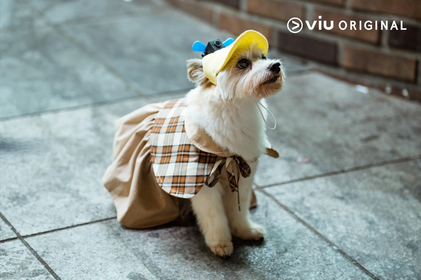 Viu Original原創愛情喜劇《犬系戀人》,將在10月11日全球首播。