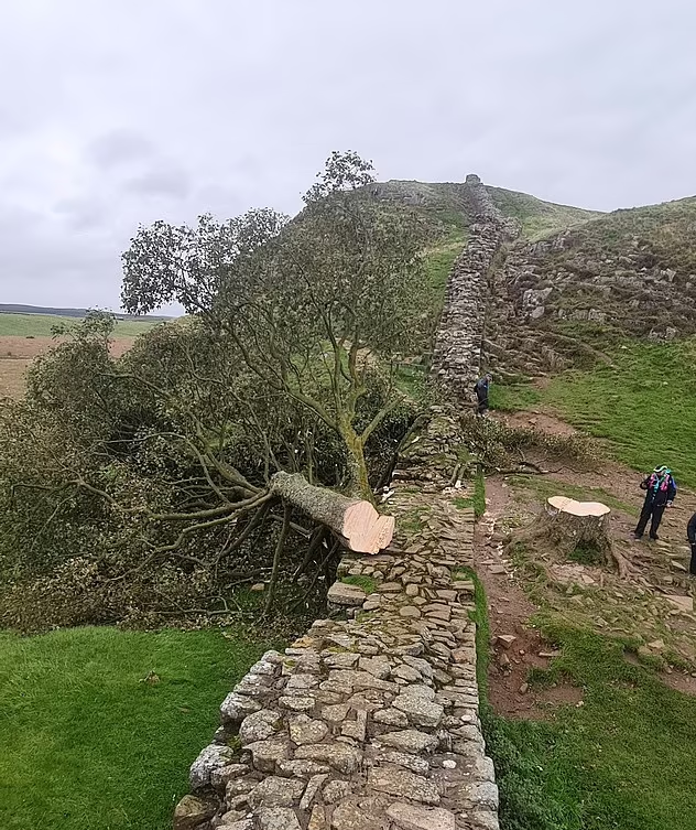 英300年古樹「羅賓漢樹」遭惡意砍下