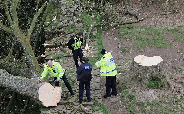 英300年古樹「羅賓漢樹」遭惡意砍下