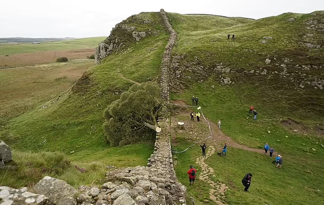 英300年古樹「羅賓漢樹」遭惡意砍下