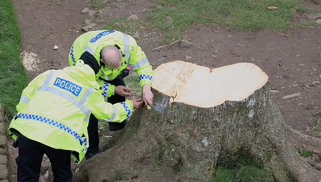 英300年古樹「羅賓漢樹」遭惡意砍下