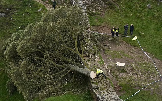 英300年古樹「羅賓漢樹」遭惡意砍下