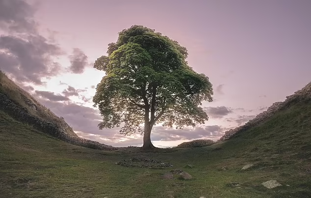 該古樹曾在電影《俠盜王子羅賓漢》中亮相。(互聯網)