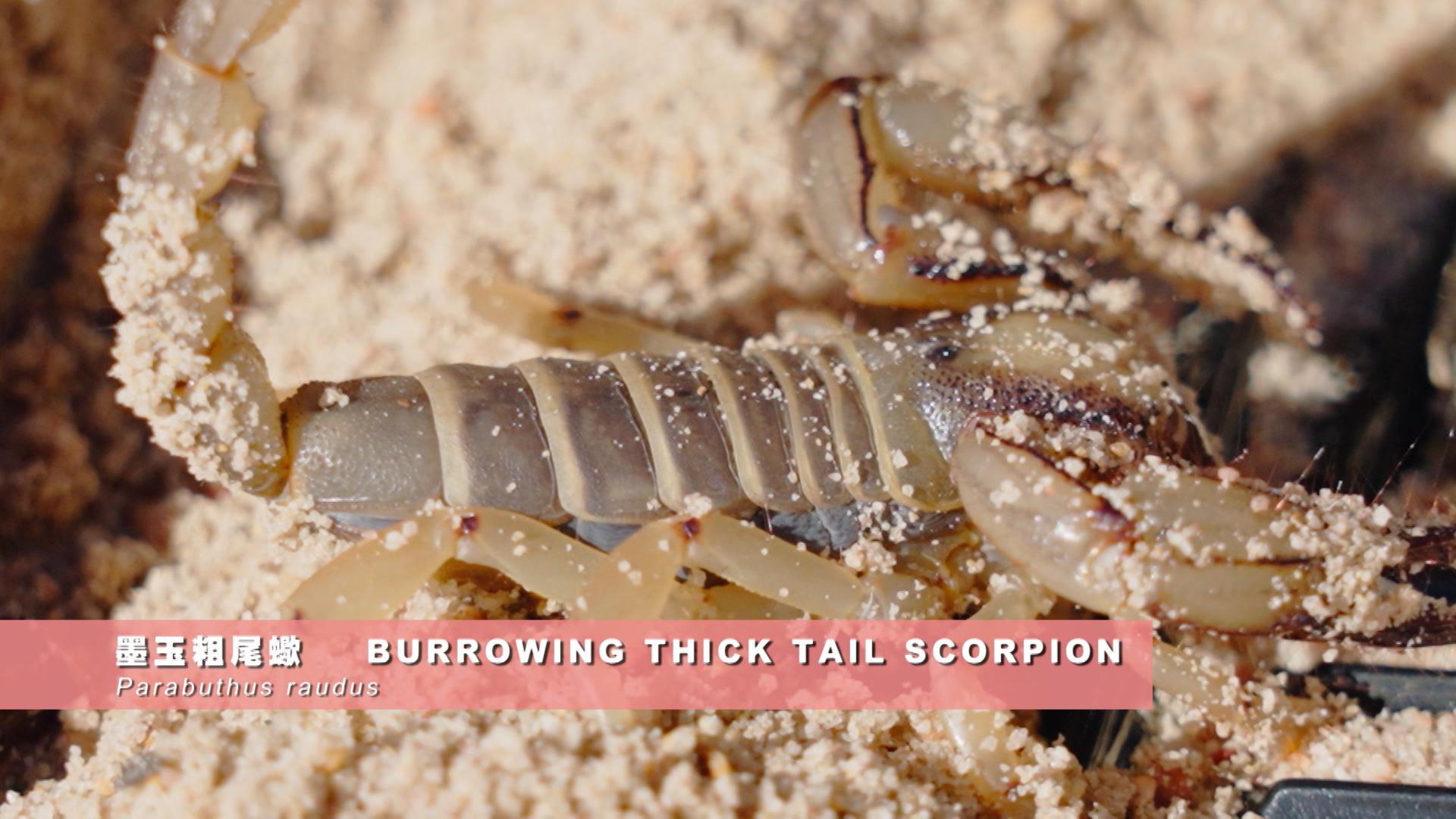 Marco在《無制限探險隊》自薦被劇毒的蛰墨玉粗尾蠍蛰手臂。