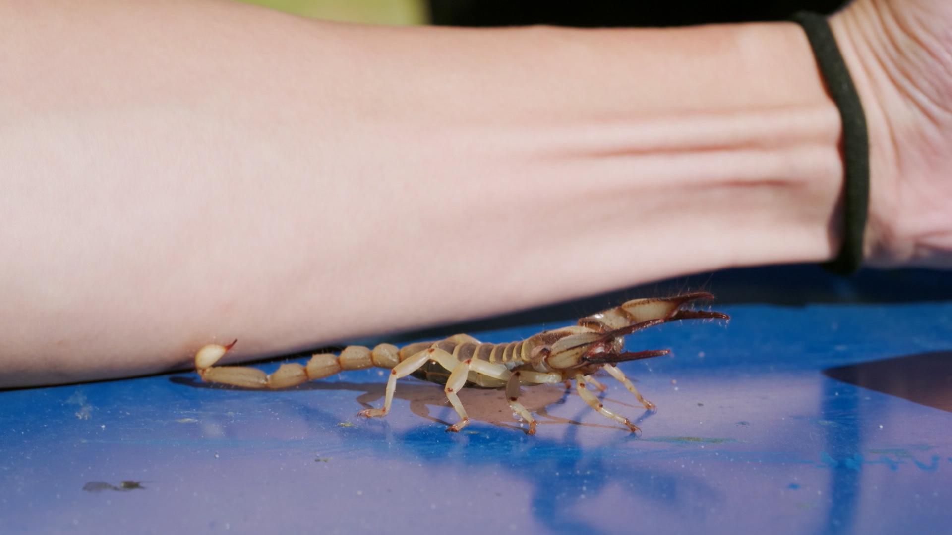 Marco在《無制限探險隊》自薦被劇毒的蛰墨玉粗尾蠍蛰手臂。