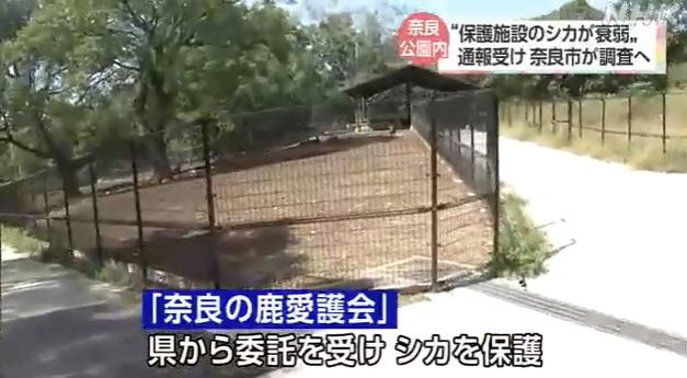 鹿隻在特別欄舍內圈養。(互聯網)