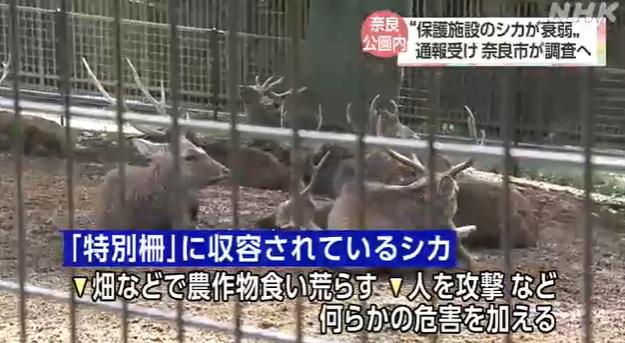 鹿隻在特別欄舍內圈養。(互聯網)