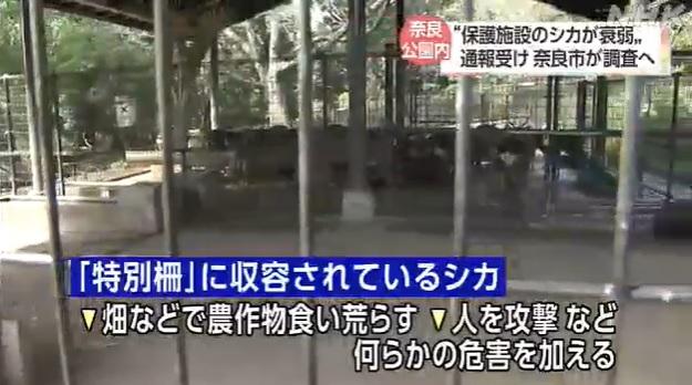 鹿隻在特別欄舍內圈養。(互聯網)