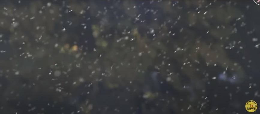 雪蟲大軍飛舞。(互聯網)