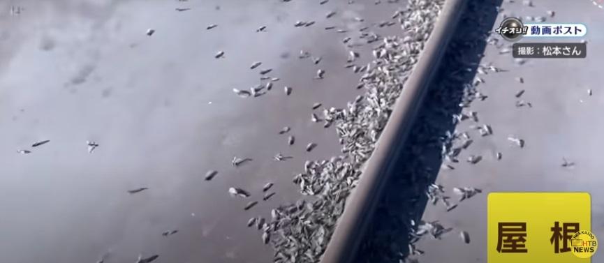 屋頂布滿雪蟲屍體。(互聯網)