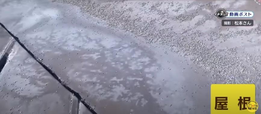 屋頂有大堆雪蟲屍體。(互聯網)