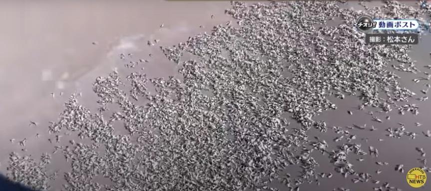 地上一堆堆雪蟲屍體。(互聯網)