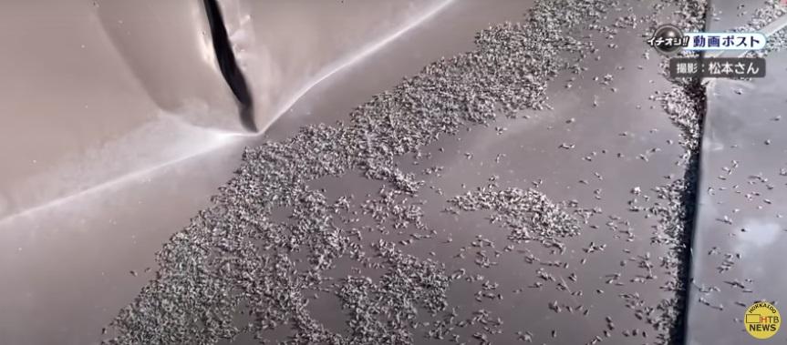 大堆雪蟲屍體。(互聯網)