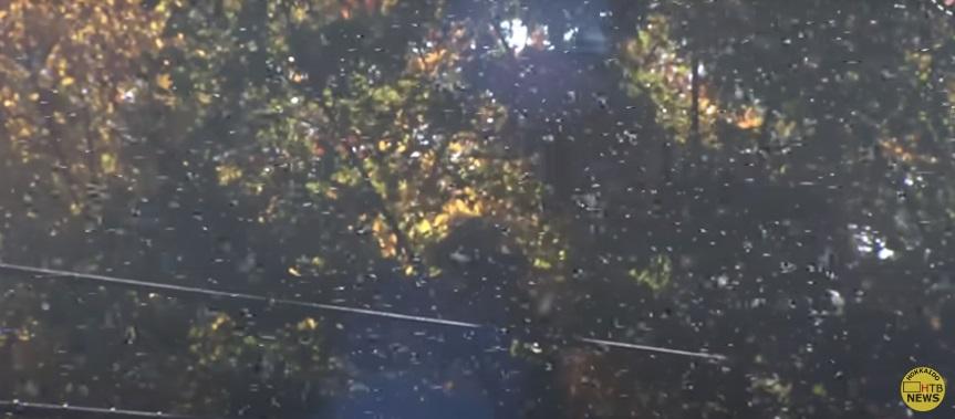 雪蟲漫天飛舞。(互聯網)