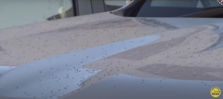 車上鋪滿雪蟲屍體。(互聯網)