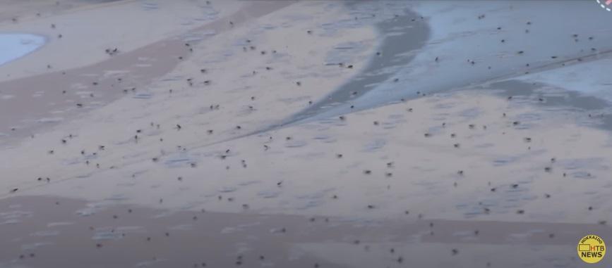 雪蟲屍體四散。(互聯網)