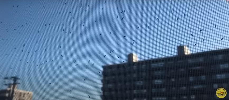 雪蟲附在紗窗。(互聯網)