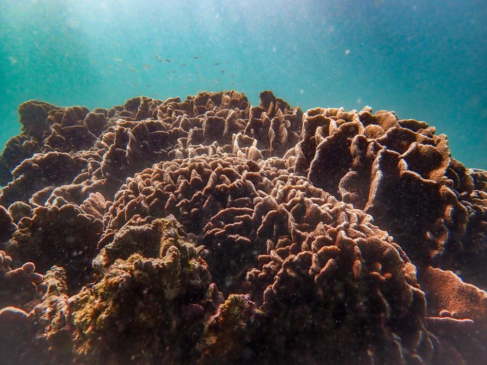 施政報告2023|水上活動損牛尾海生態 WWF促劃保護區