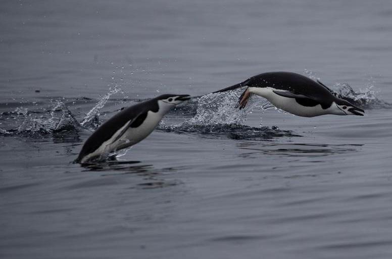 帽帶企鵝在南極洲水域暢游。(資料圖片)