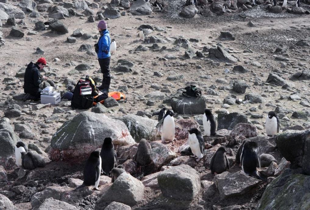 科研人員在南極洲進行研究工作。(資料圖片)