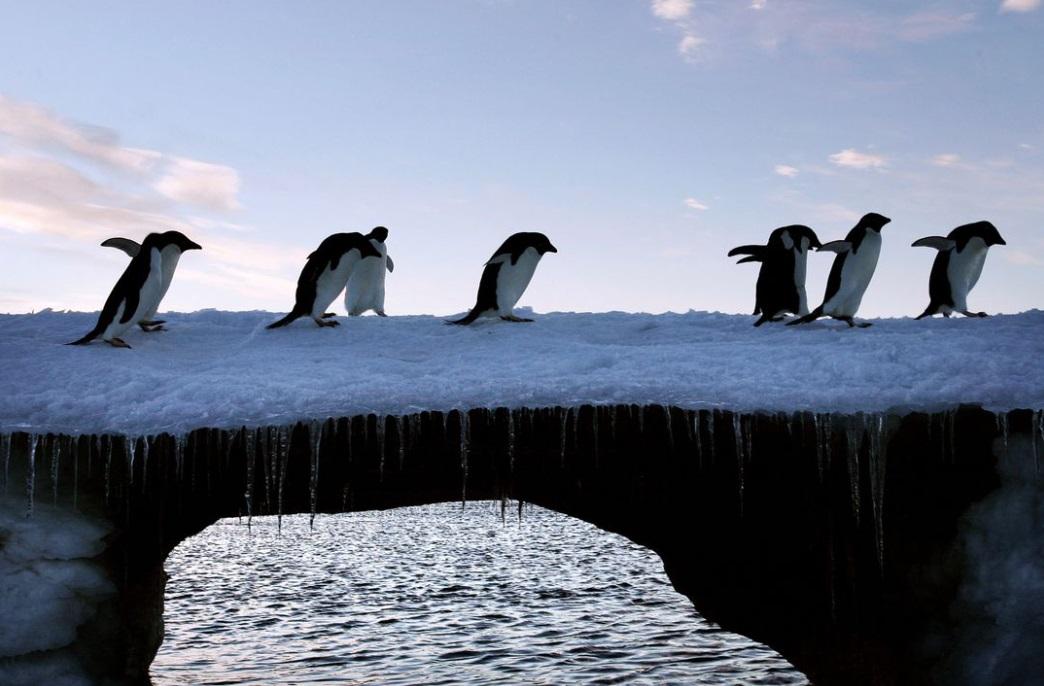 棲息於南極洲的企鵝。(資料圖片)