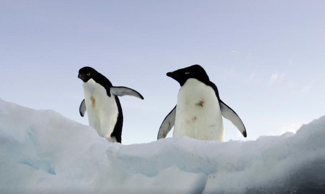 棲息於南極洲的企鵝。(資料圖片)