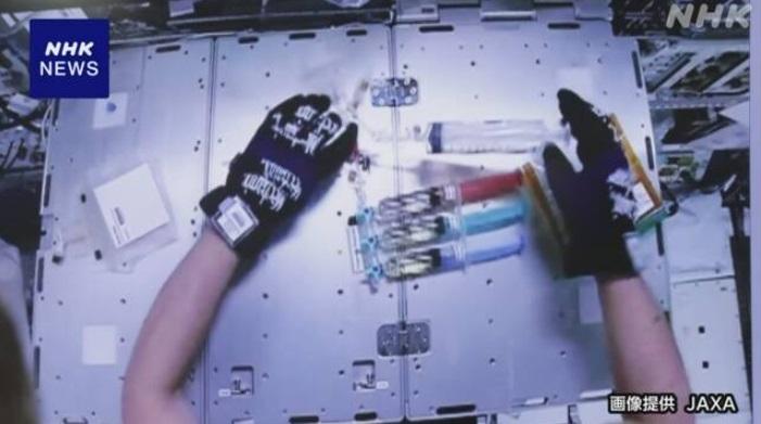 培育老鼠胚胎研究在國際太空站進行。(互聯網)