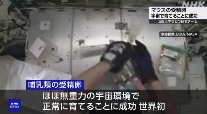 培育老鼠胚胎研究在國際太空站進行。(互聯網)