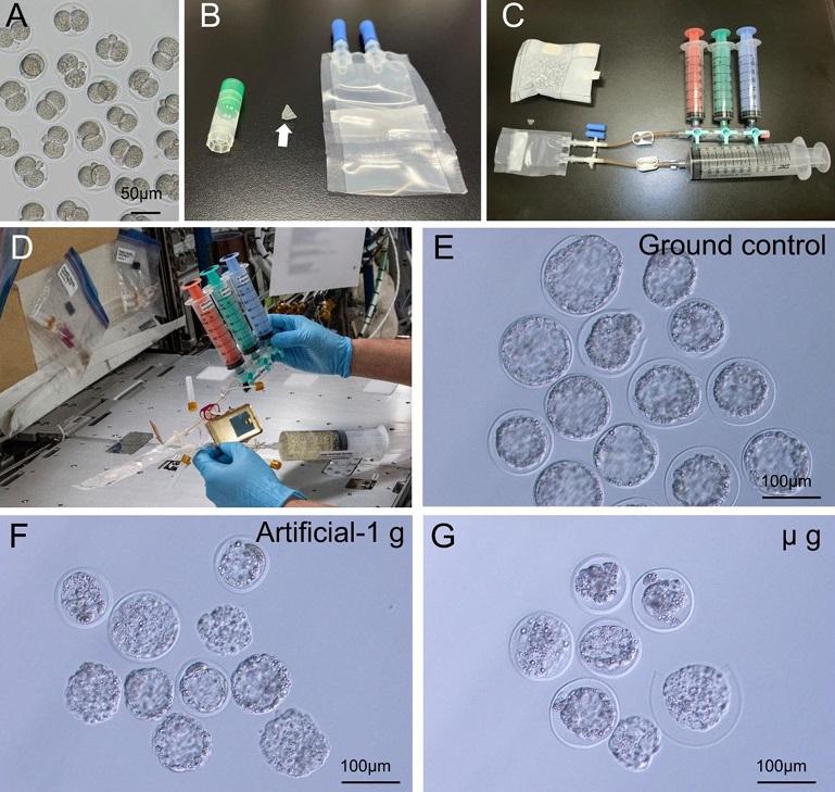 山梨大學公布研究的相關圖片。(互聯網)