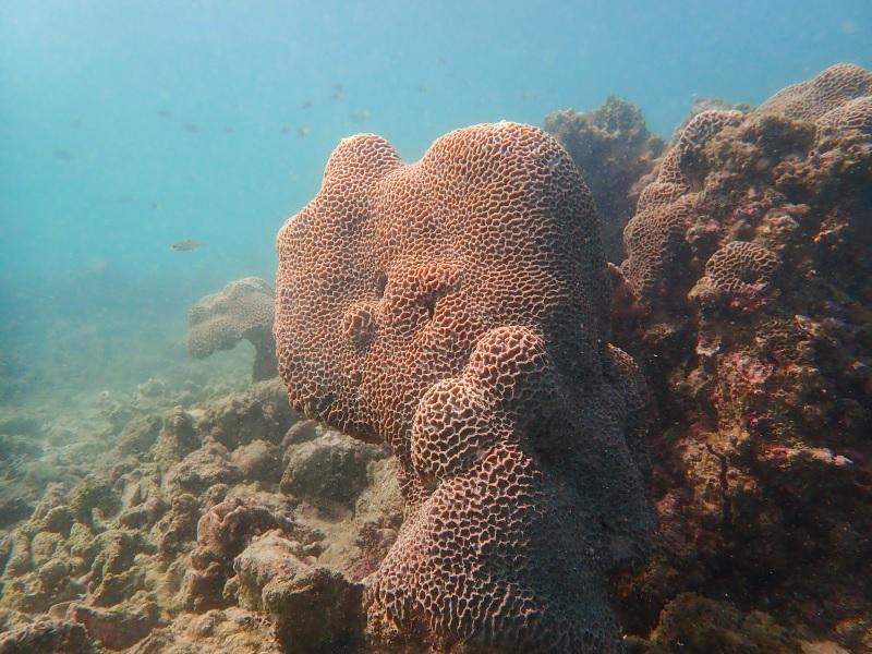 施政報告2023|水上活動損牛尾海生態 WWF促劃保護區